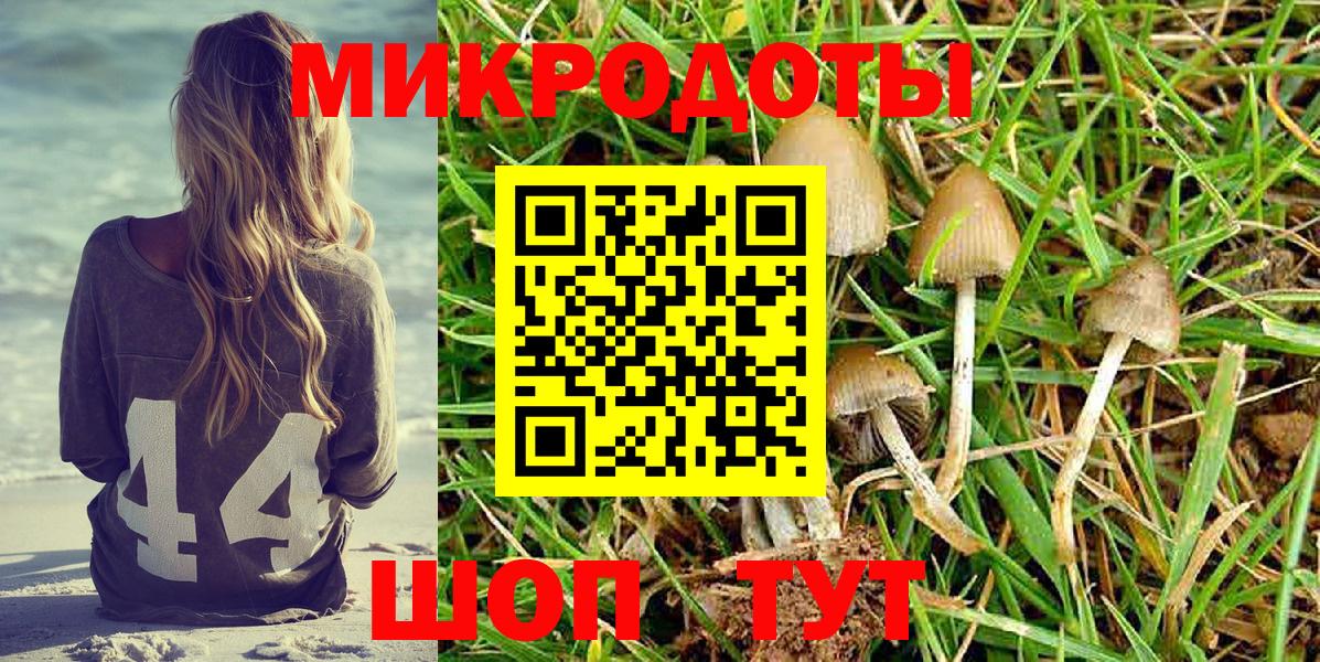 Псилоцибиновые грибы Psilocybe Елабуга